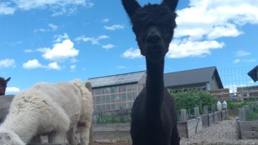 Alpaca