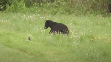 bear vs skunk