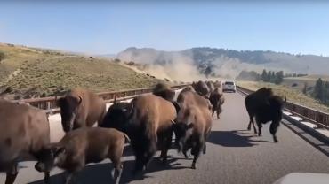 bison on bridge