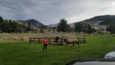 Elk charges man