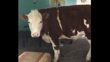 Indoor cow