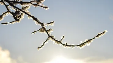 Winter sun