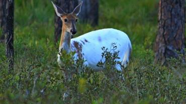 Piebald deer