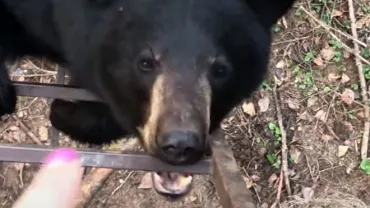 Woman pointing at bear on ladder
