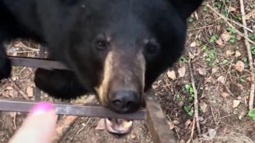 Woman pointing at bear on ladder