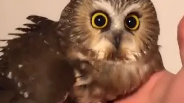 Trapped owl