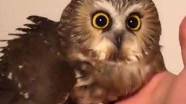 Trapped owl