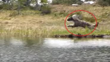 Wolverine hunting with red circle