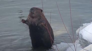 Beaver walking upright