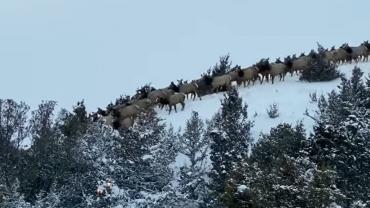 Livingston Elk