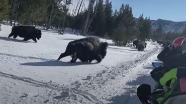 Bison and snowmobiles