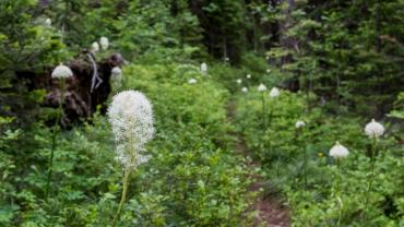 Flowers on hiking trail