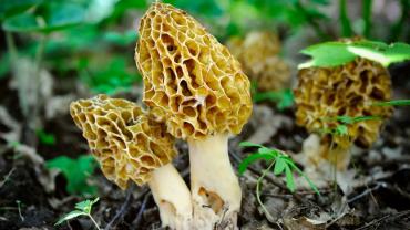 Morel mushrooms