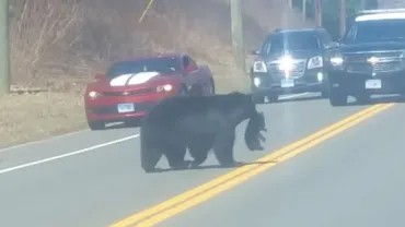 Mama bear struggles to get cubs across road