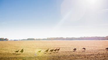 Gaggle of turkeys