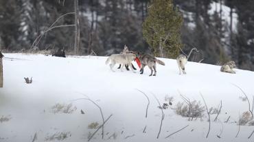 Wolf pack at play