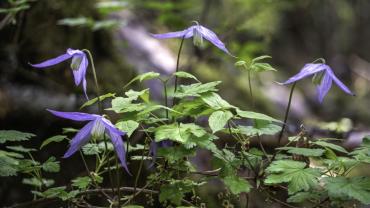 Clematis