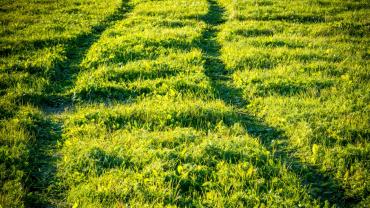 Tire tracks in grass