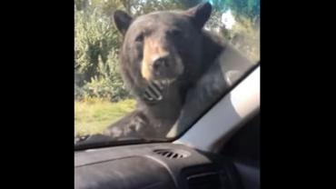 Bear on car