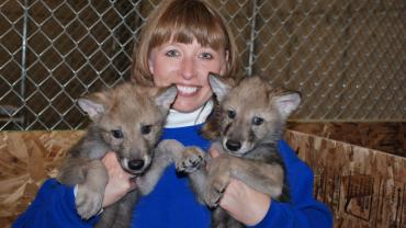 Baby wolves