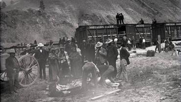 Skinning a buffalo that died during loading at Ravalli, Montana.