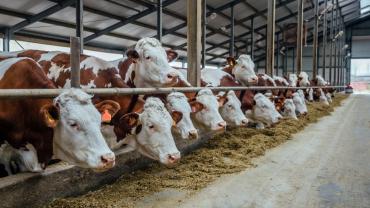 Cows in livestock stall