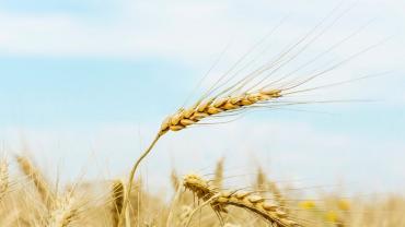 Field in summer