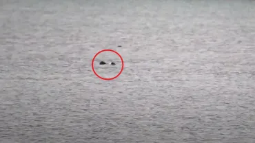 Swimming eagle