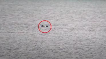 Swimming eagle