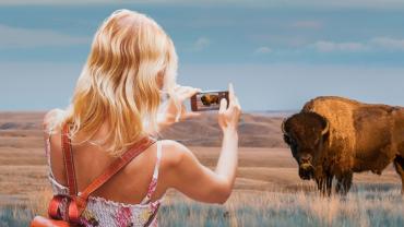 Lady photographs bison