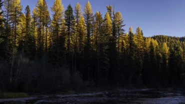 Tamarack Sky