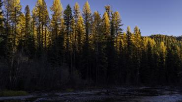 Tamarack Sky