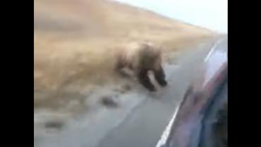 Grizzly and truck