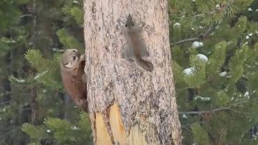 Pine marten chasing squirrel