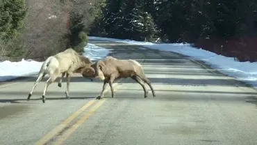 Bighorn Brawl