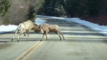 Bighorn Brawl