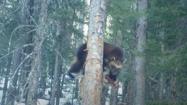 Wolverine