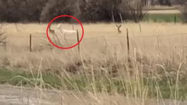 Albino mule deer