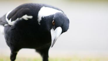 Magpie