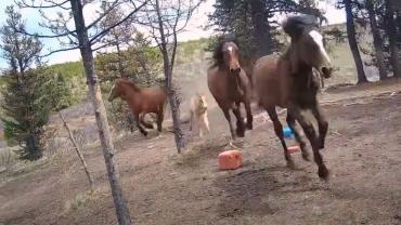 Wild Horses in Alberta, Canada