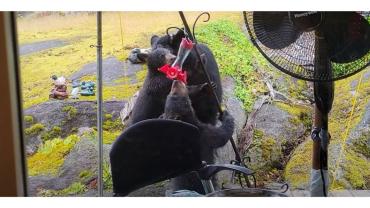 Black bear & cubs drinking from birdfeeder