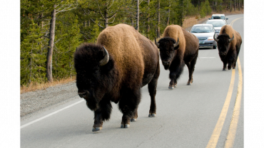 Bison on Road in Yellowstone National Park