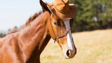 horse cowboy hat