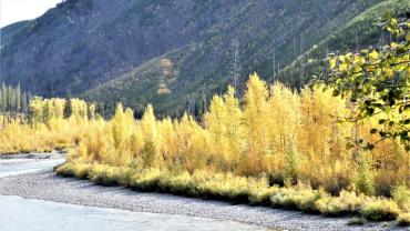 Fall Trees by a River