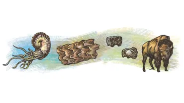 Fossils