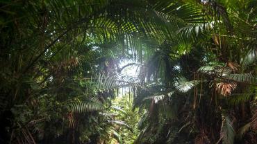 New Guinea jungle