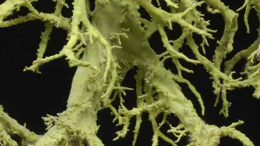 lichen