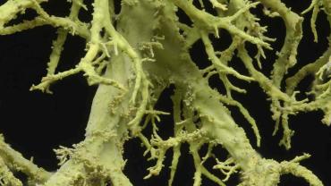 lichen