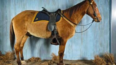 Comanche