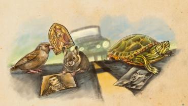 Turtles